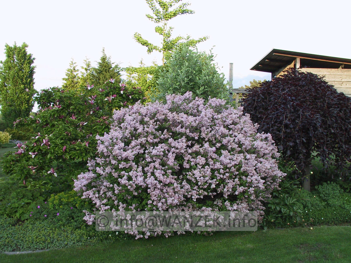 Syringa meyeri Palibin 02.JPG